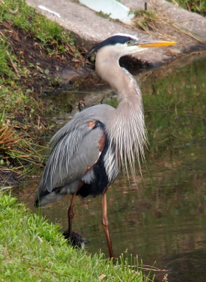 [The heron stands in water right beside the grassy bank. Wisps of long feathers come down from its necck and over its back.]